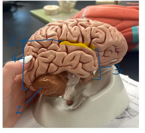 Central Nervous System Flashcards Quizlet