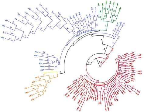 Dendrogrm Of Cicer Sp Upgma Dendrogram Showing The Cluster Pattern Of