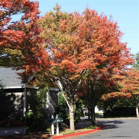 Green Vase® Zelkova Trees For Sale