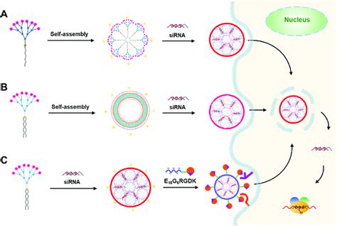 Self Assembly Of Amphiphilic Dendrimers For Sirna Delivery 10 14 33 Download Scientific