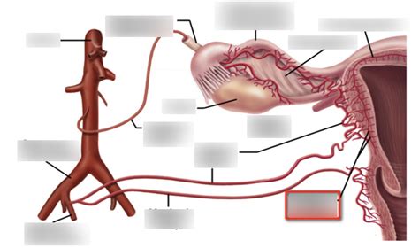 Vessels Of Female Reproductive Tract Diagram Quizlet