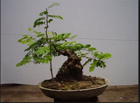 Tips Bagaimana Cara Membuat Bonsai Pohon Asem Yang Paling Mudah Bibit