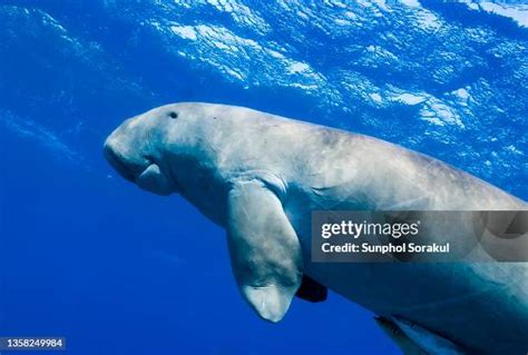 33 Seacow Stock Photos High Res Pictures And Images Getty Images