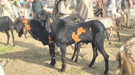 Luddan Bakra Mandi Update Qurbani 2024 Makhi Chena Rajanpuri Beetal