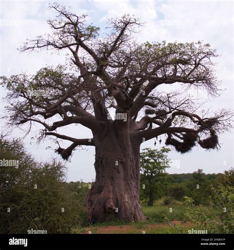 Baobab tree in South Africa Stock Photo - Alamy