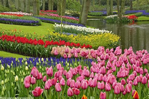 Interesting facts about Keukenhof Gardens | Just Fun Facts