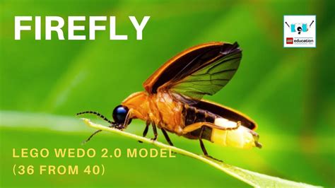 Wedo Firefly Step By Step Instruction Youtube