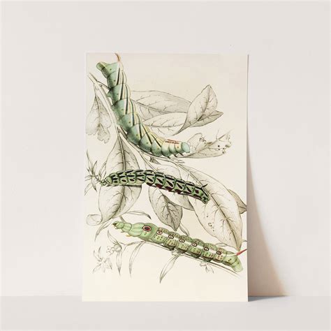 Caterpillar of Metopsilus Tersa, Sphinx Chionanthi, Sphinx Gaurae