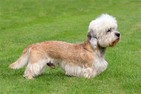 Dandie Dinmont Terrier - Dog Breed Information, Photo, Care, History ...