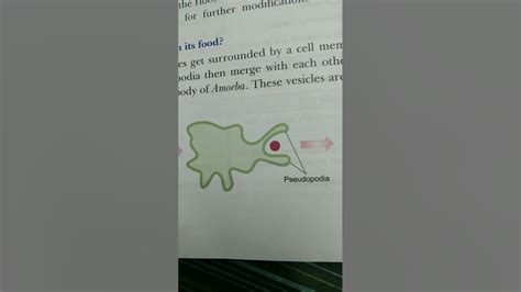 How Does An Amoeba Obtain Its Food Youtube