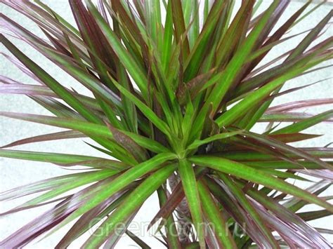 Dracaena Marginata Pictures Photos Green Gardens