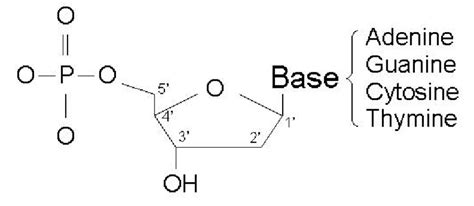 The Chemical Structure Of A Nucleotide Download Scientific Diagram