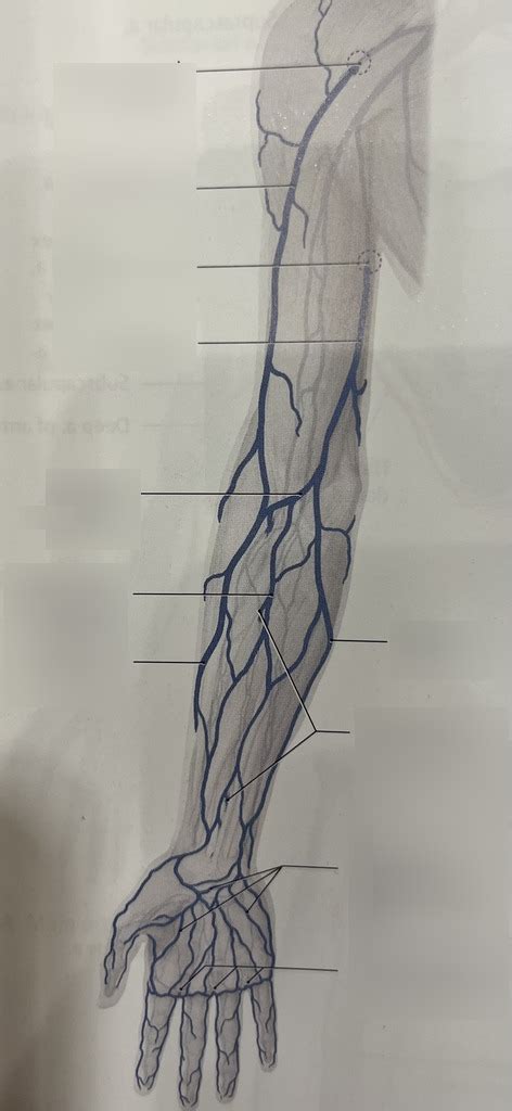 axilla veins Diagram | Quizlet