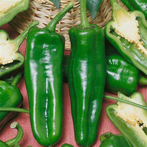 Pepperoncini Pickling F1 Hybrid Sweet Pepper Seeds - 300 Mg Packet ~40 ...