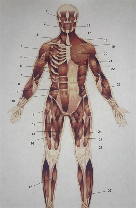 Human Muscle Quiz Anterior Diagram Quizlet