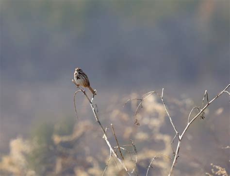 Winter Sparrows - Hudson Valley Farm Hub