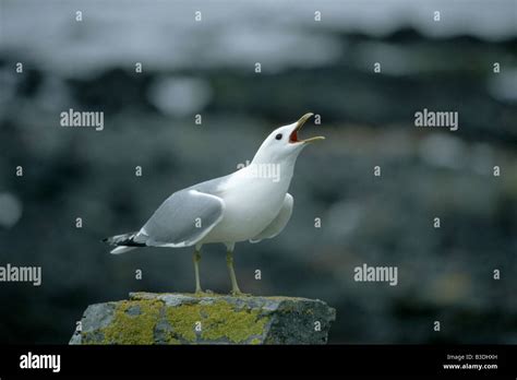 Insel Runde Hi Res Stock Photography And Images Alamy