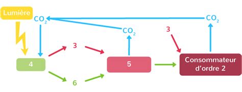 Compléter un schéma du flux de matière et d énergie par photosynthèse