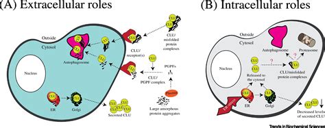 The Dual Roles Of Clusterin In Extracellular And Intracellular