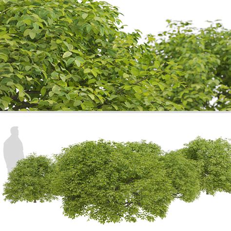 ArtStation - Set of Euonymus japonicus Shrubs (Evergreen spindle) (3