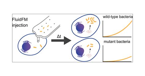 Engineering Endosymbiotic Growth Of E Coli In Mammalian Cells ACS