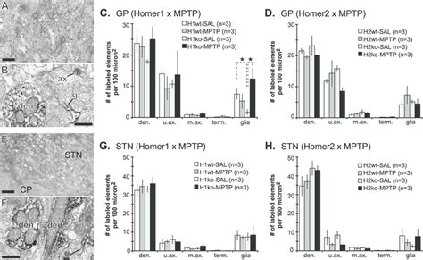 Lm And Em Immunoperoxidase Localization Of Mglur In Gp And Stn Of