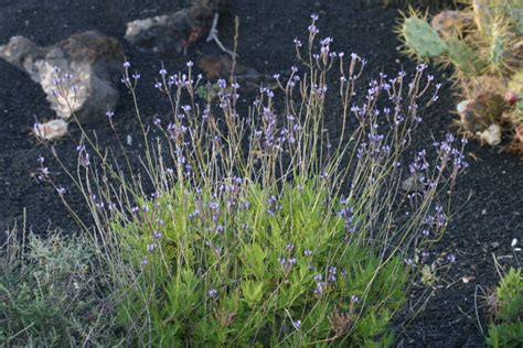 Details Tipos De Lavanda Comestible Abzlocal Mx