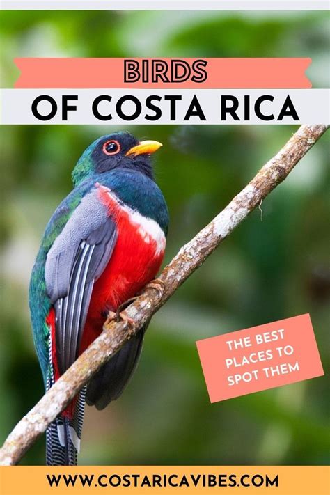 Birds Of Costa Rica The Most Unique And Where To See Them Artofit