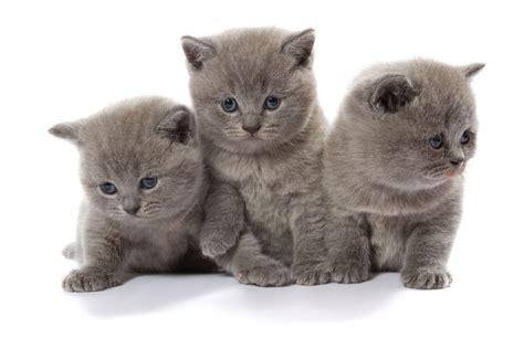 An Enormous List of 100 Ever-so-cute Names for Your Gray Kitten - Cat Appy