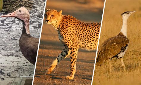 Top 104 + List of extinct animals in india - Inoticia.net