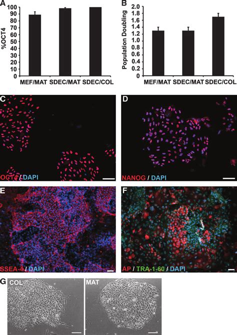 Hesc Proliferation And Expression Of Pluripotency Markers For Cells