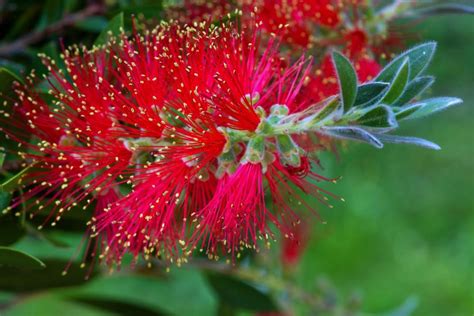 10 Plantas Con Flores Rojas