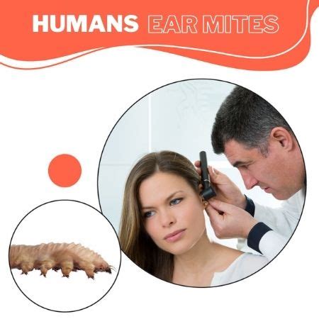 Ear Mites in Humans: Symptoms, Prevention, and Treatment | Ozidex