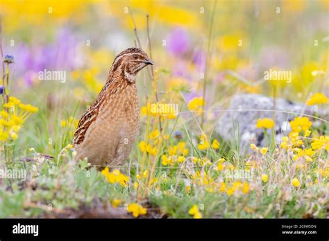 Common Quail Coturnix Coturnix Adult Male Standing Among Flowers