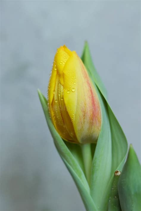 A Yellow Tulip With Water Droplets On It Stock Image Image Of Closeup