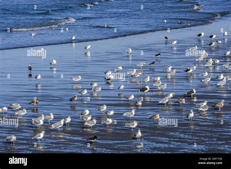 Flock of European herring gulls, great black-backed gulls, and lesser black-backed gull resting ...