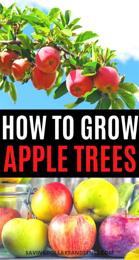 How To Plant Care For An Apple Tree Apple Tree Apple Tree Care