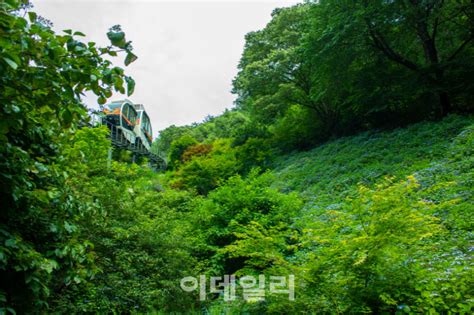 경기도 광주 화담숲 8월 한달간 ‘수국 전시회 열려