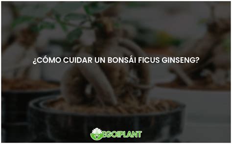 Gu A Para Cuidar Tu Bons I Ficus Ginseng Consejos Y Trucos Egoiplant