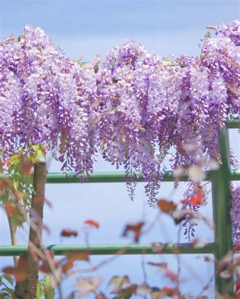 台灣旅行│春天遊台6大賞花打卡位！最美黃花風鈴木公園／夢幻紫藤花隧道／仙氣白色海芋花海／ 紅色廟宇配雪之花 玩樂 Whats On