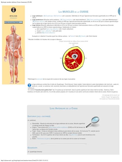 Pdf Myologie Membre Inf Rieur Cours Danatomie Staps Dokumen Tips