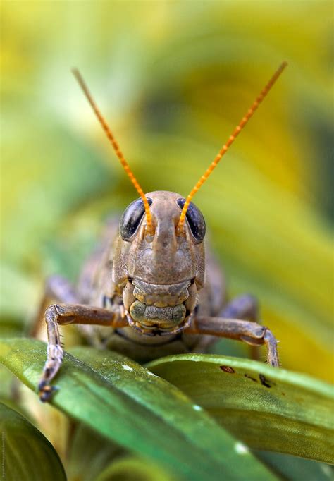 Grasshopper Macro Smiling And Showing Teeth By Stocksy Contributor Brandon Alms Stocksy