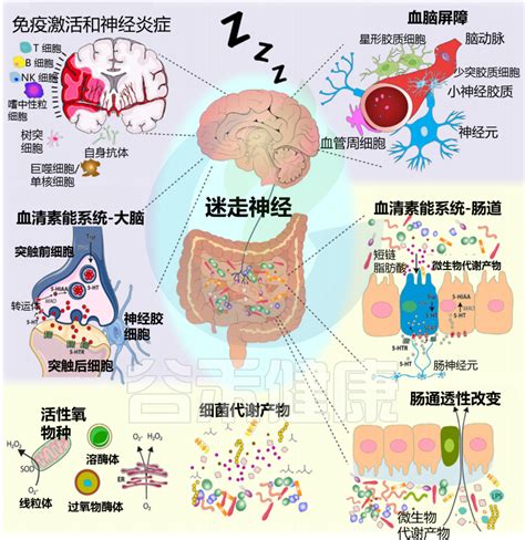 肠道菌群与睡眠：双向调节 谷禾健康