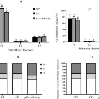 The Subcellular Distribution Of Cd In Arabidopsis A Root Cd