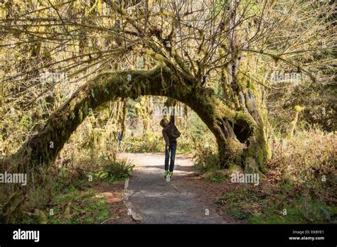 Olympic National Park Hoh Rainforest Washington State Usa Stock