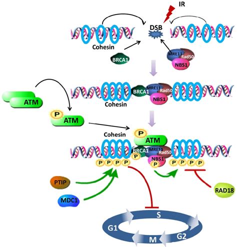 Schematic Representation Of The SMC1 Participating In DNA Damage Repair