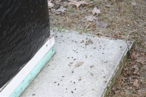 Beekeepers Helping Beekeepers Sudbury Working Group