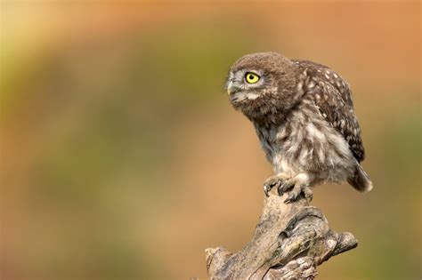 Premium Photo | Owl in natural habitat Little ow sitting on a stick