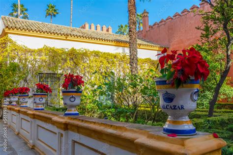 Red christmas traditional flowers in the gardens of the Real Alcazar in ...