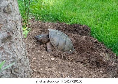 Snapping Turtle Egg Nest Over 82 Royalty Free Licensable Stock Photos